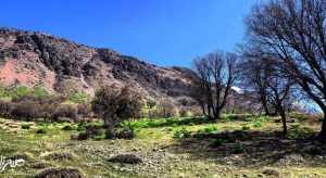 طبیعت بکر «زنگویی» کوهستان دنا