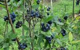 بلوبری این روستا در کهگیلویه و بویراحمد شهرت جهانی دارد